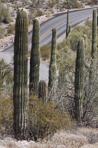 130 Organ Pipe Cactus National Monument.jpg